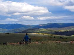 Troupeau de brebis sur le Causse Méjean
