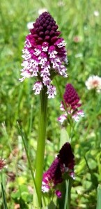 Orchis Brûlé dans le camping