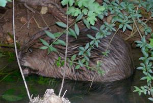 castor au bord de la Jonte