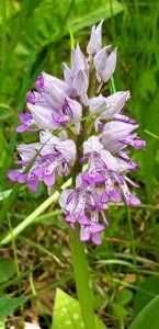 orchis militaire