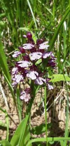 orchis pourpre 